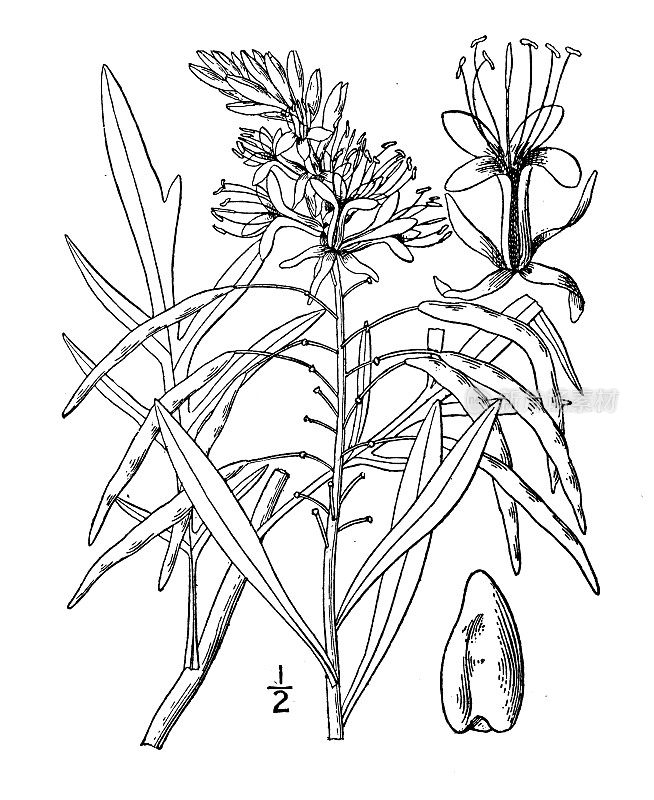 古植物学植物插图:Stanleya pinnata, Stanleya
